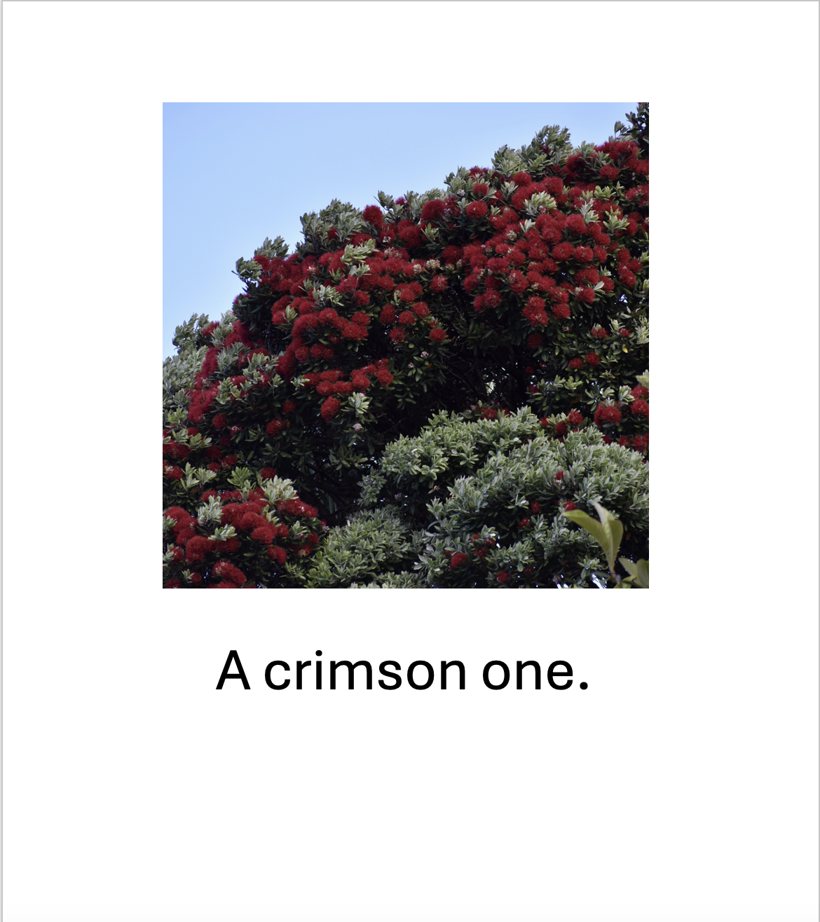 Pōhutukawa Park