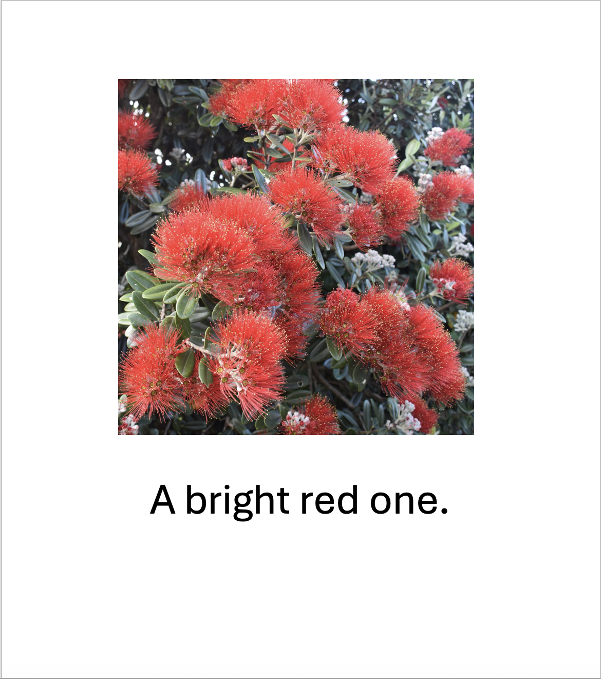 Pōhutukawa Park
