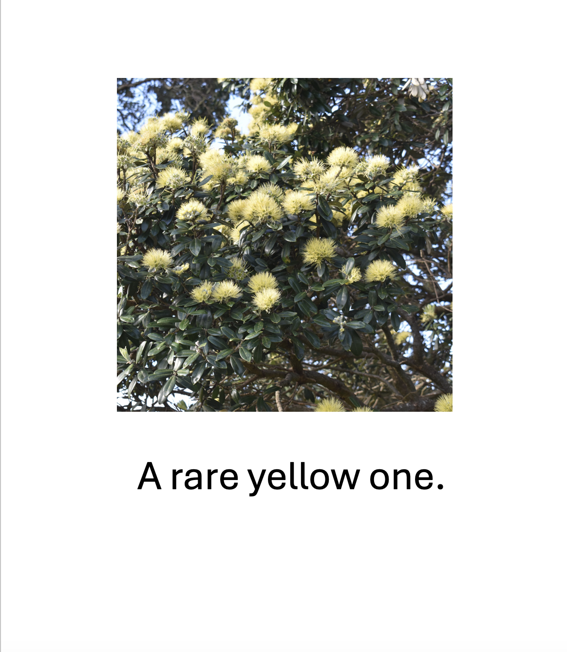 Pōhutukawa Park