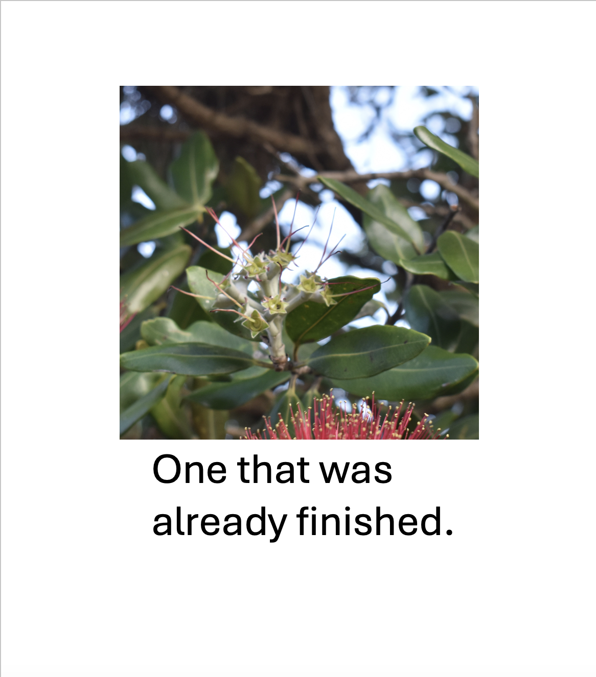 Pōhutukawa Park