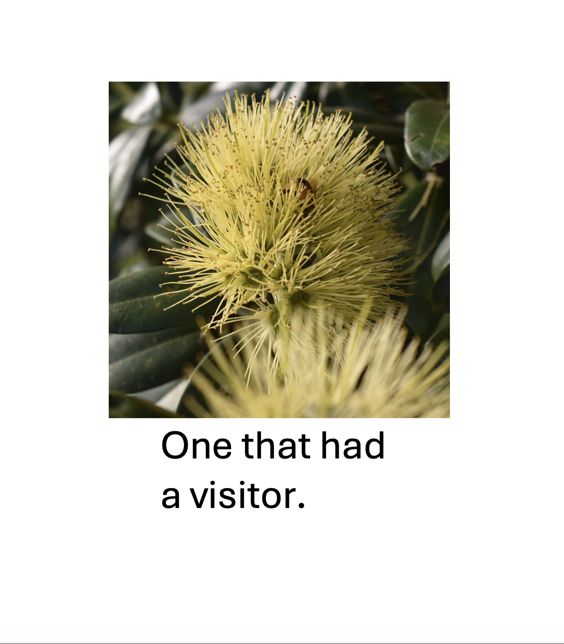 Pōhutukawa Park