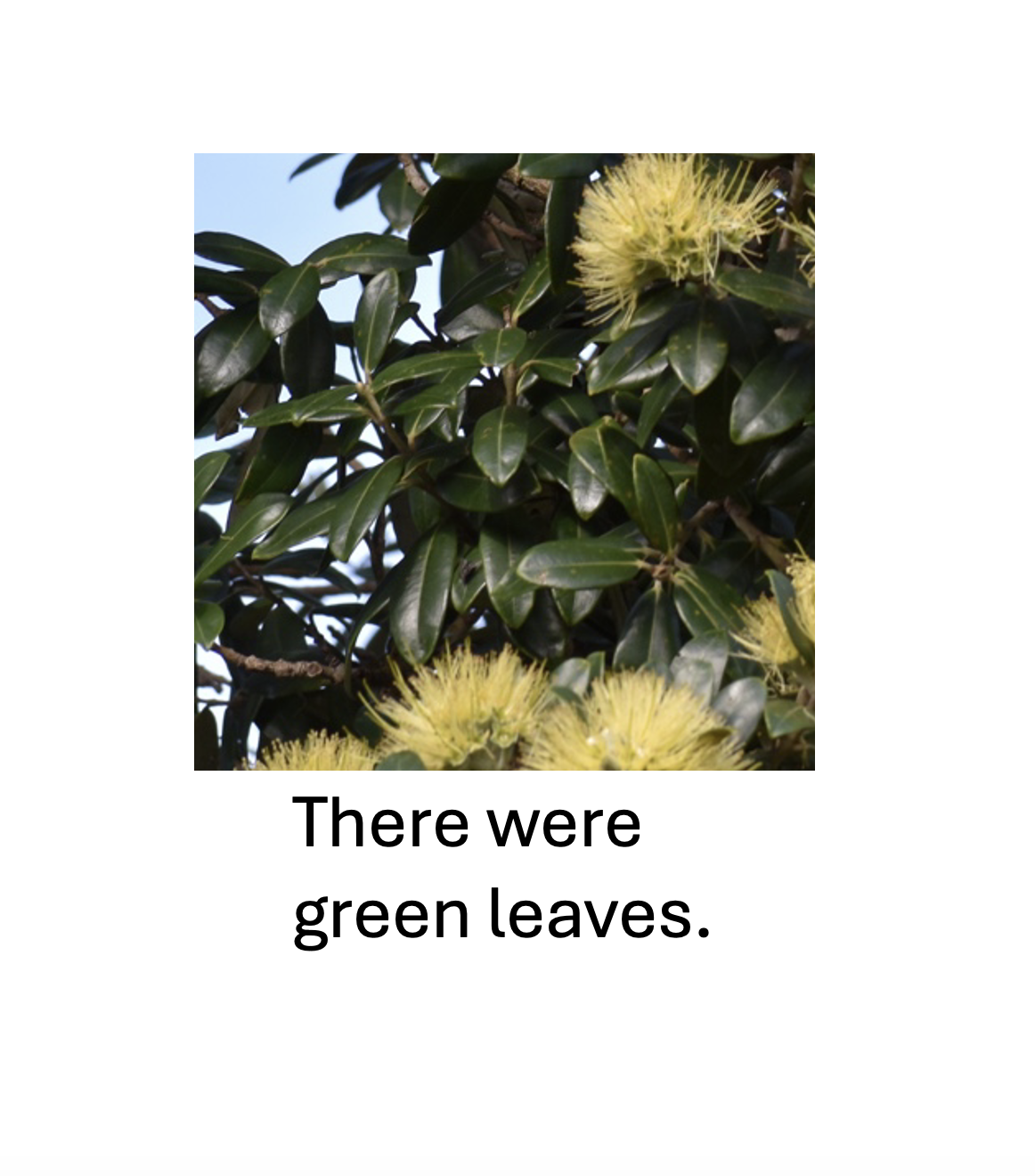 Pōhutukawa Park