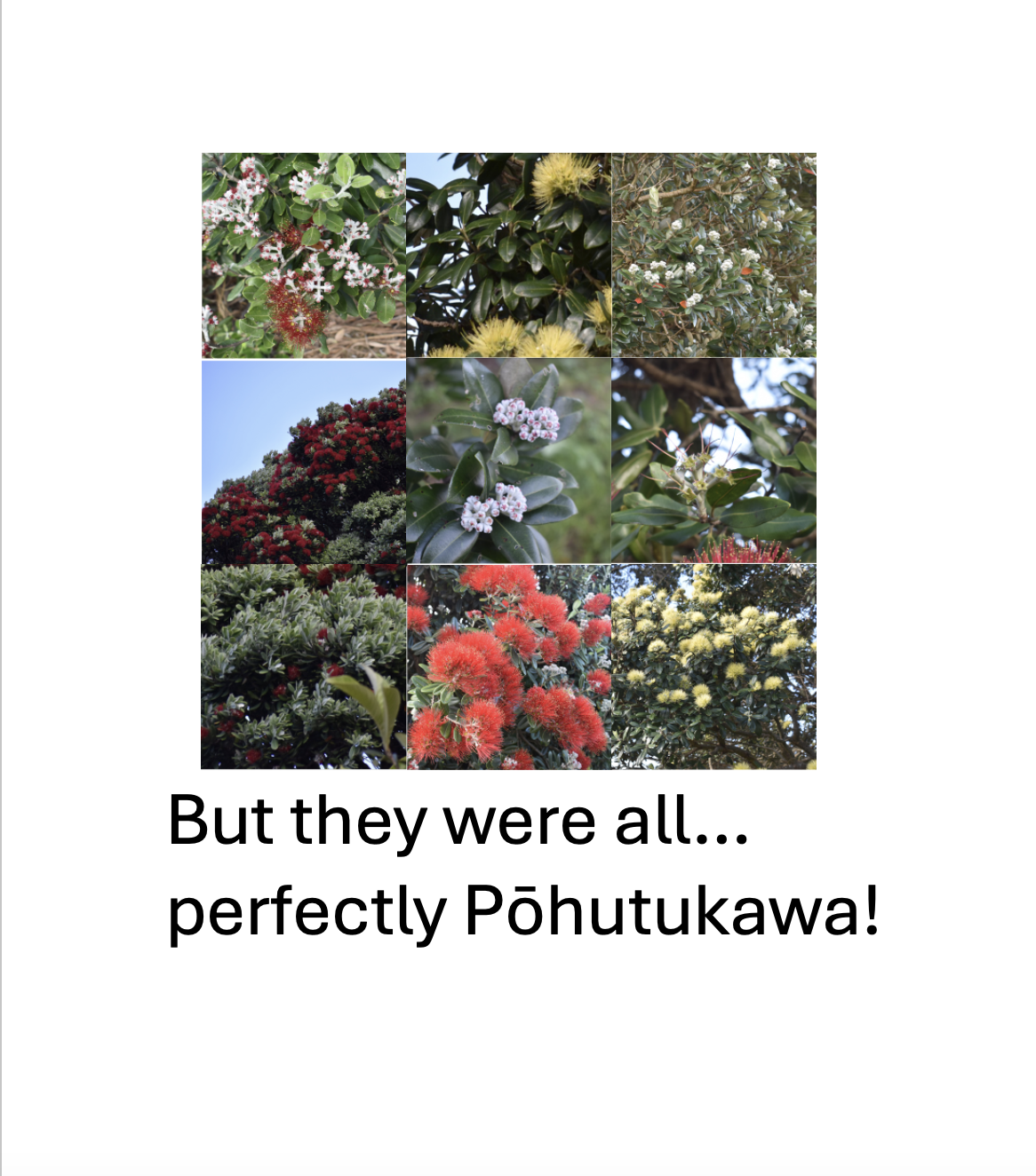 Pōhutukawa Park